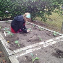 Planting broccoli